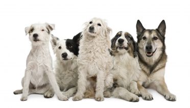Border collie with mixes and other purebred dogs in a white background