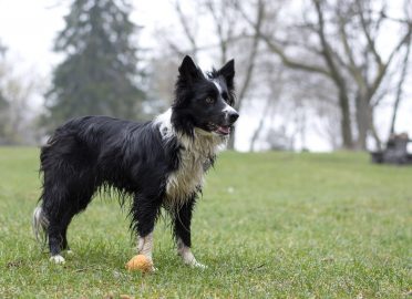 Borders are active dogs that would need to be groomed whenever they get dirty