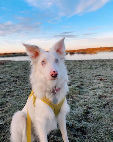 a double-merle Border Collie spending time outdoors