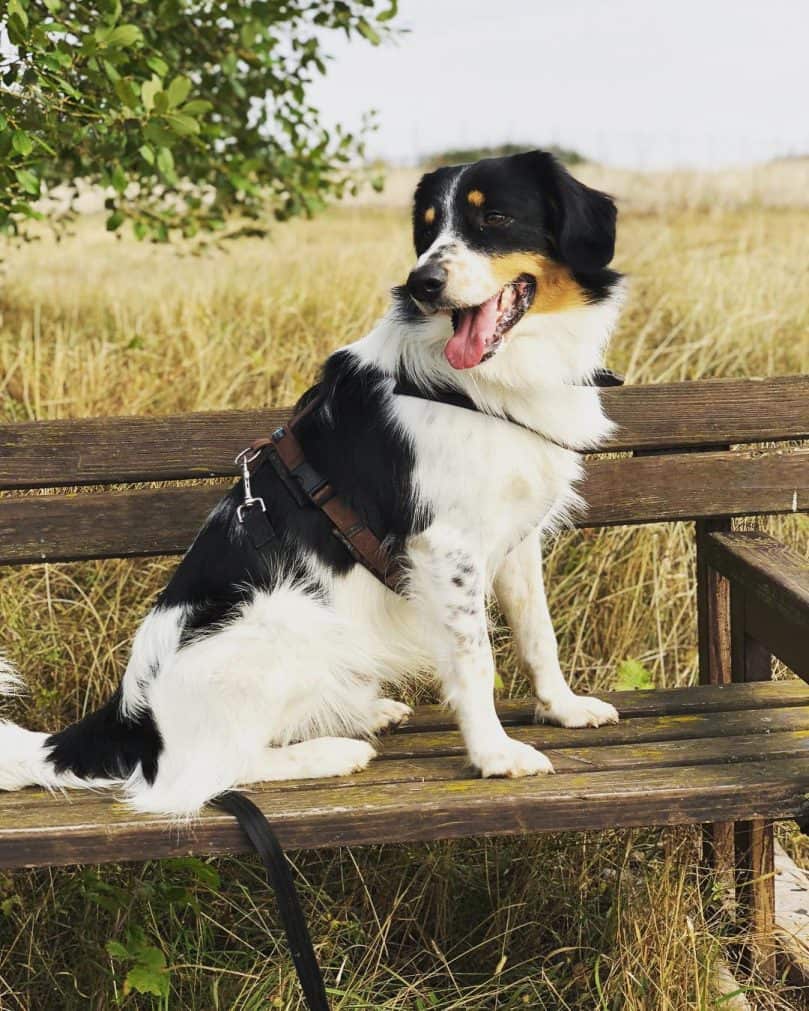 English Setter and Border Collie mix (English Borsetter Collie)