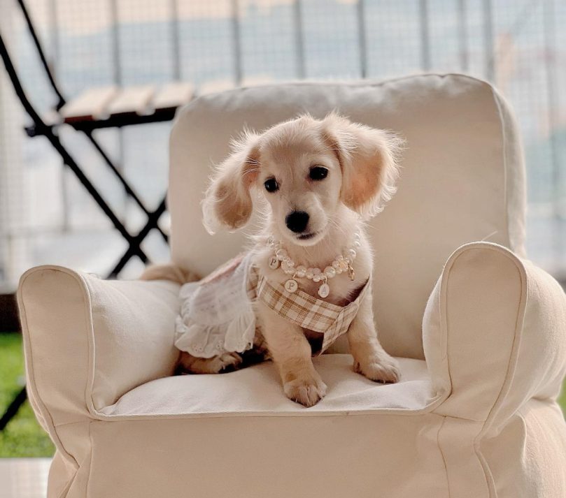 English Cream Dachshund puppy price