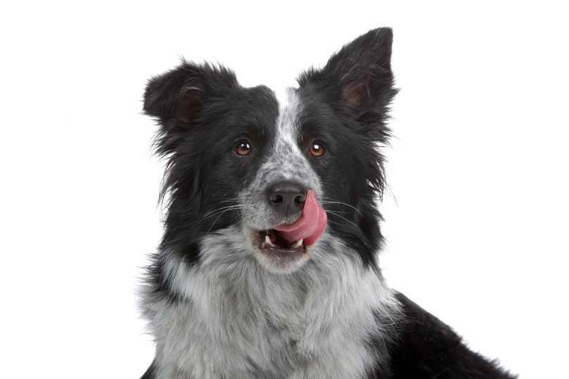 Border Collie and German Shepherd mix (Shollie)