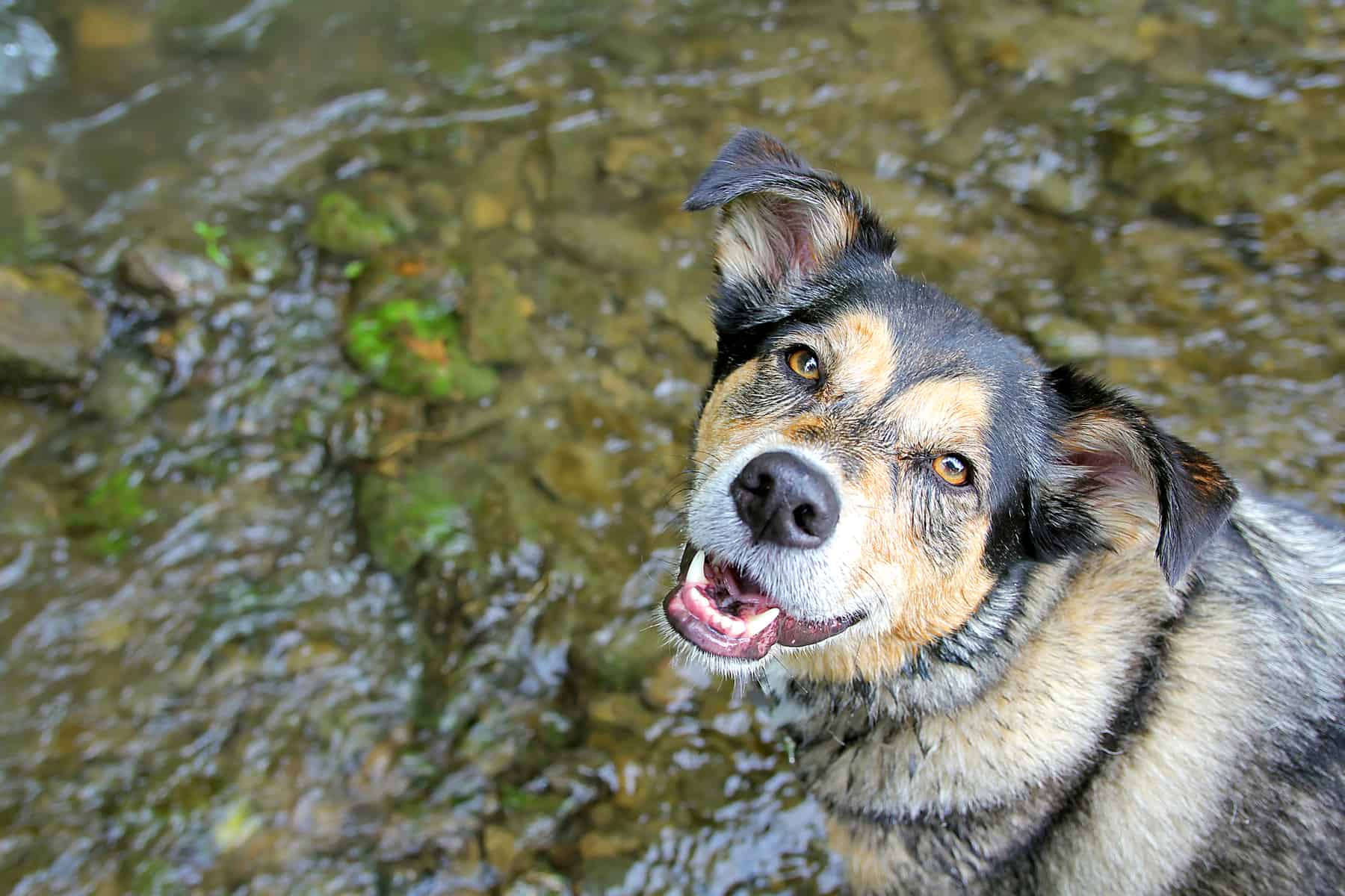 A happy German Shepherd Border Collie mix dog is looking at the camera.