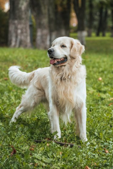 A Golden Retriever standing on the grass