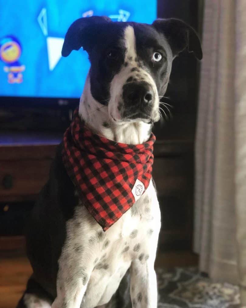 Great Dane and Border Collie mix (Great Collie)