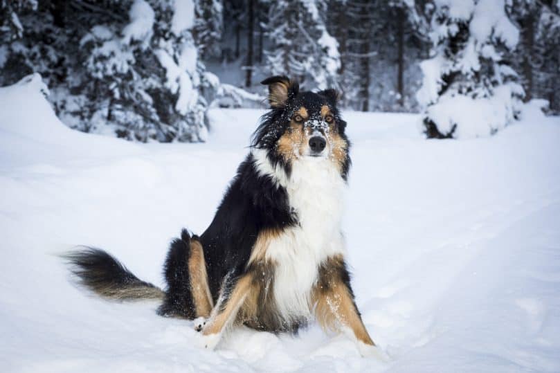playful border collie husky crossbreed dog sits in snow in winter