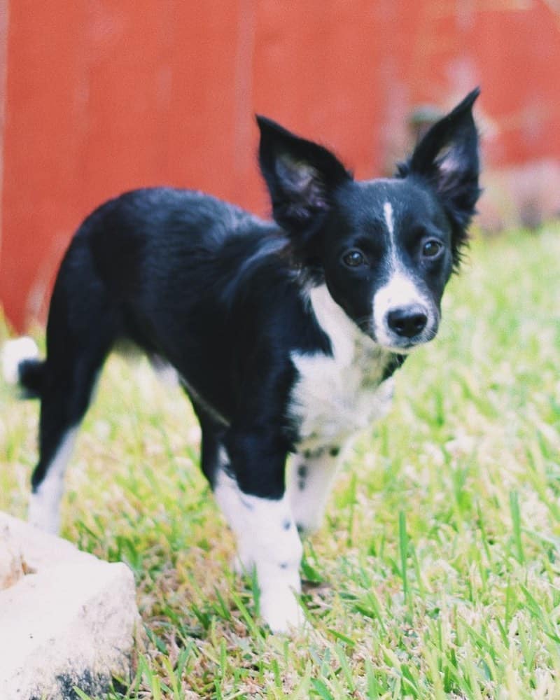a black and white mini Border Aussie