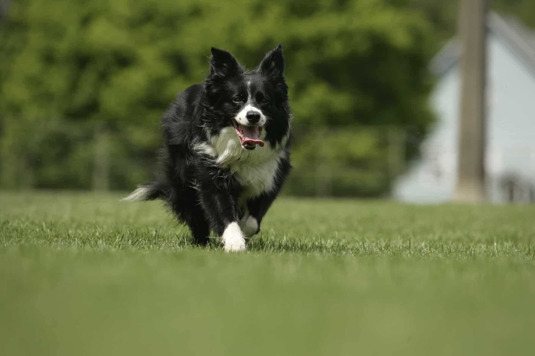 a miniature Border Collie, running on the grass