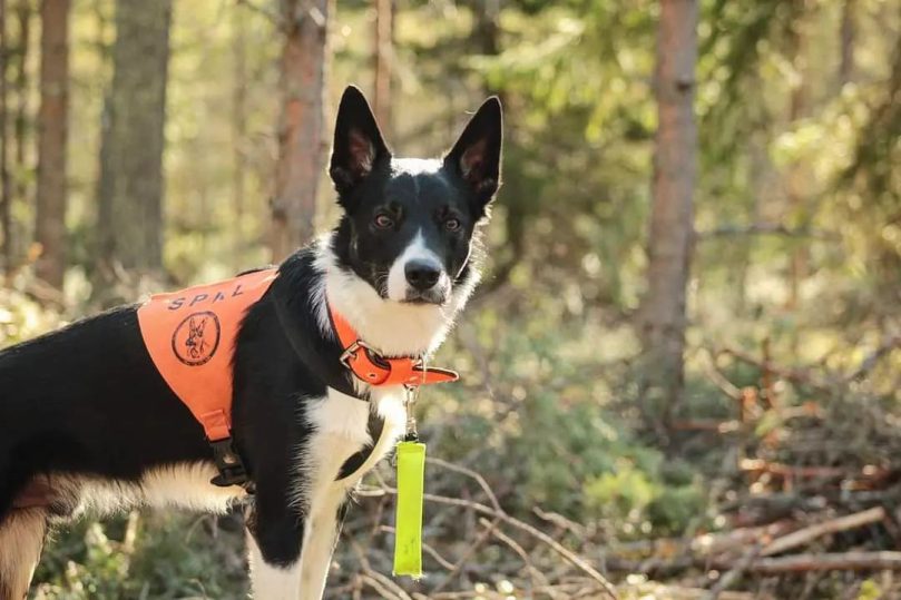 Names for working Border Collie