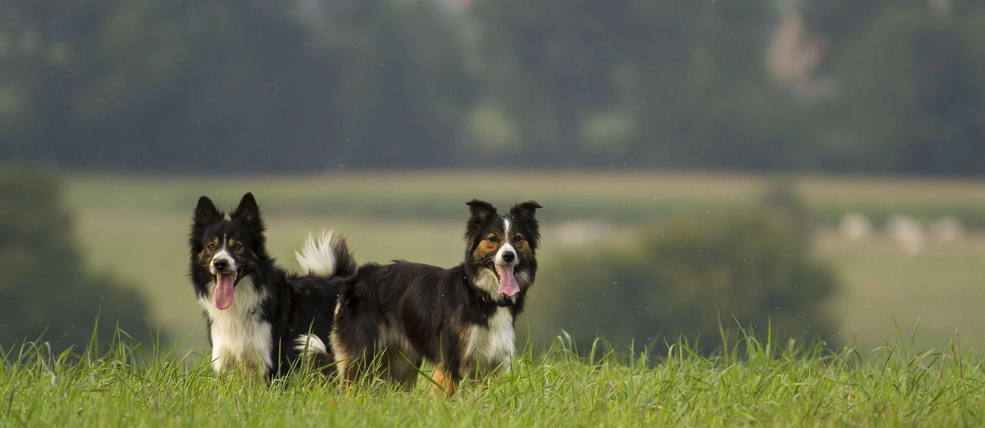 Puppy Border Collies Playing