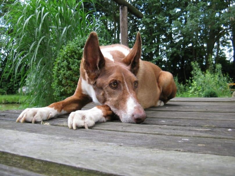 Doberman Pinscher and Border Collie mix (Dobie)