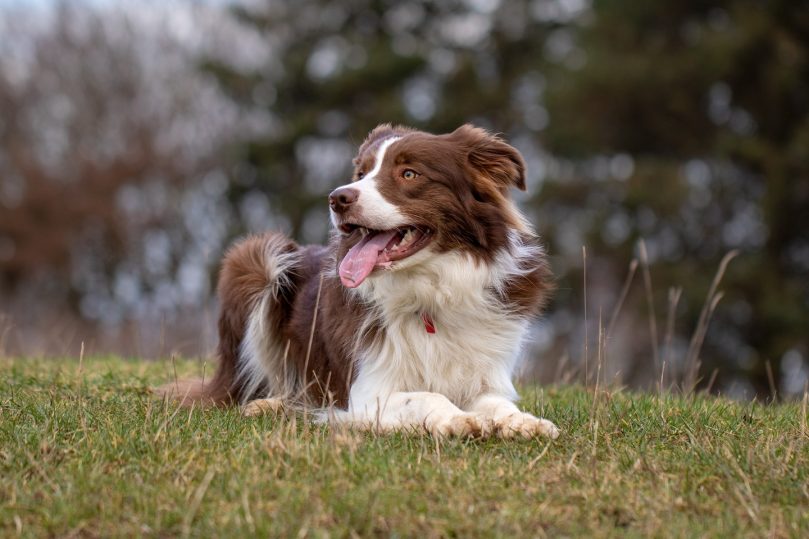 Scottish Border Collie