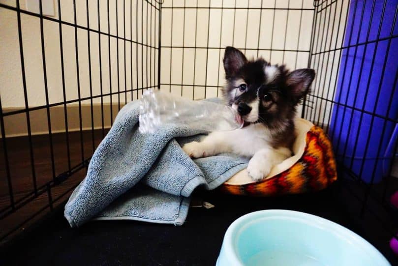 American Eskimo and Border Collie mix (Ski-Border)