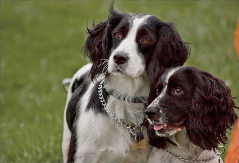 English Springer Spaniel and Border Collie mix (Border Springer)