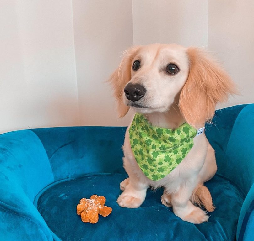 Taking Care of your English Cream Dachshund 
