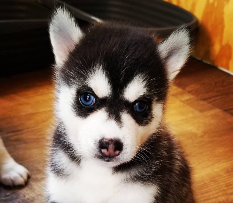 Teacup Pomsky Life Expectancy