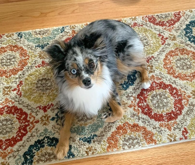 Toy Australian Shepherd Health Issues