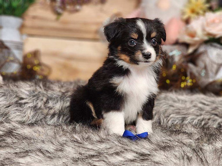 Toy Australian Shepherd Puppy Price