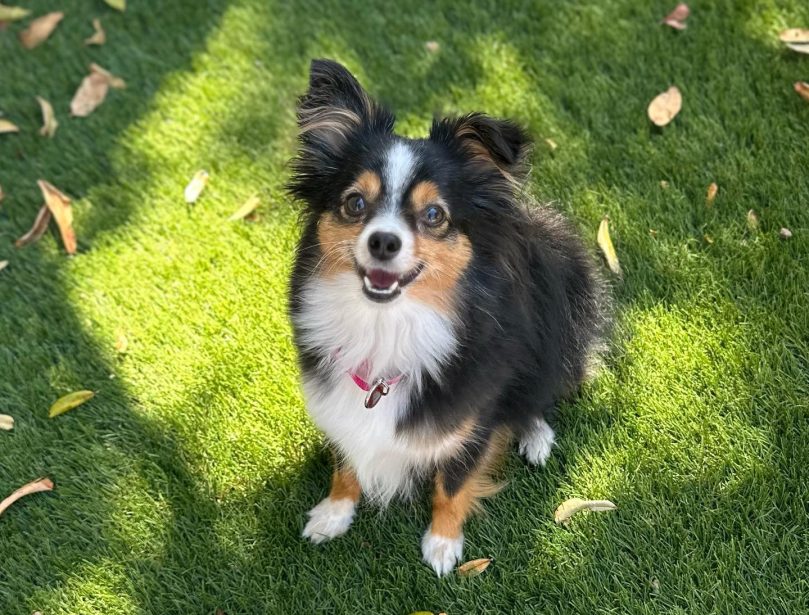 Toy Australian Shepherd Temperament
