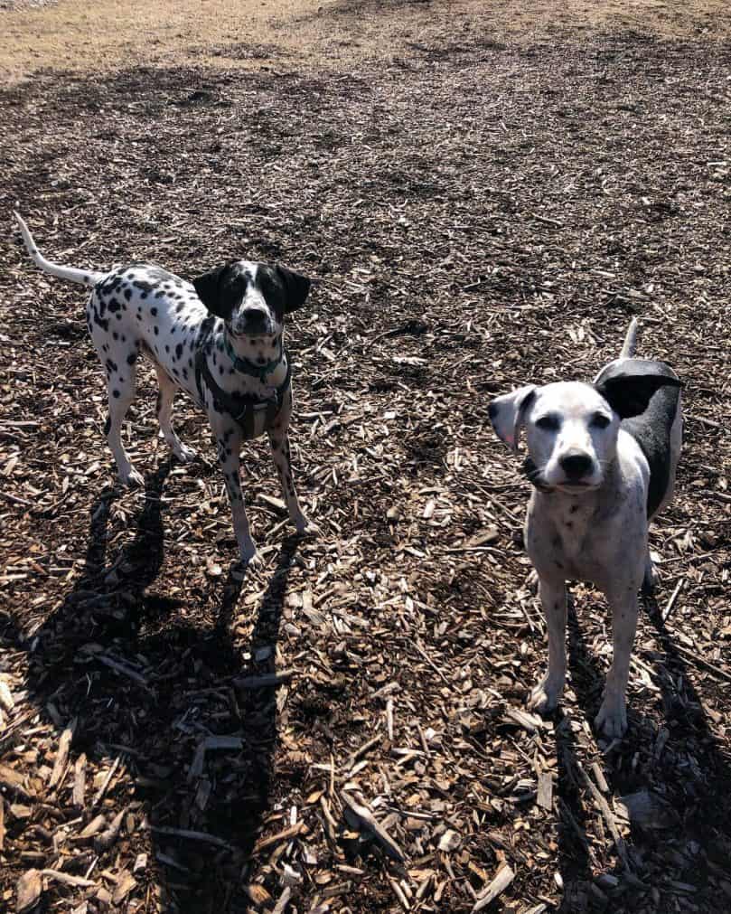 Dalmatian and Border Collie mixes