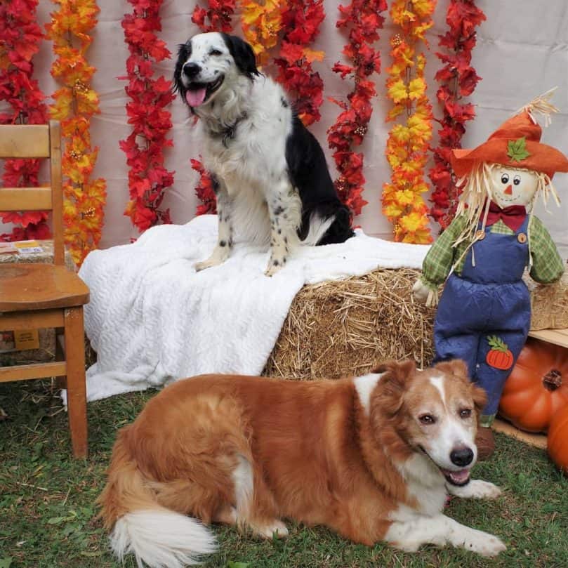 Two Border Collie and Golden Retriever mix with different coat colors