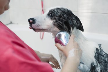 A groomer giving a Border Collie a bath
