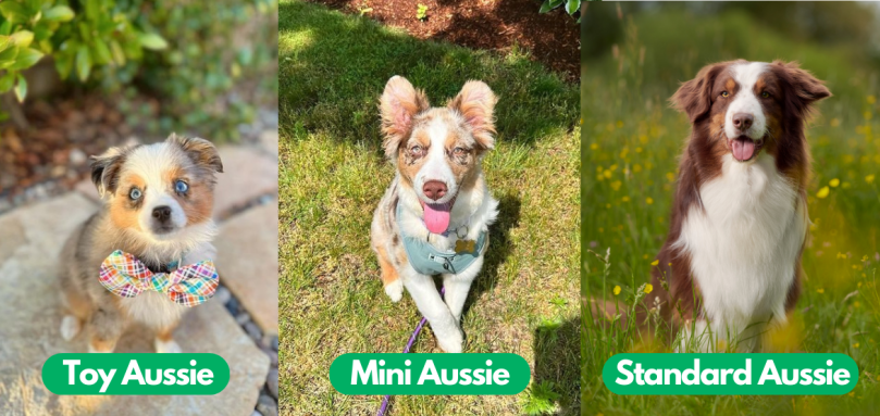 Toy Aussie vs Mini Aussie vs Standard Aussie