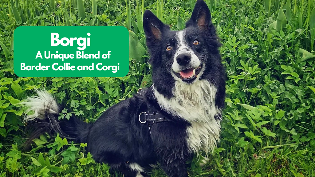 border-collie-corgi-mix
