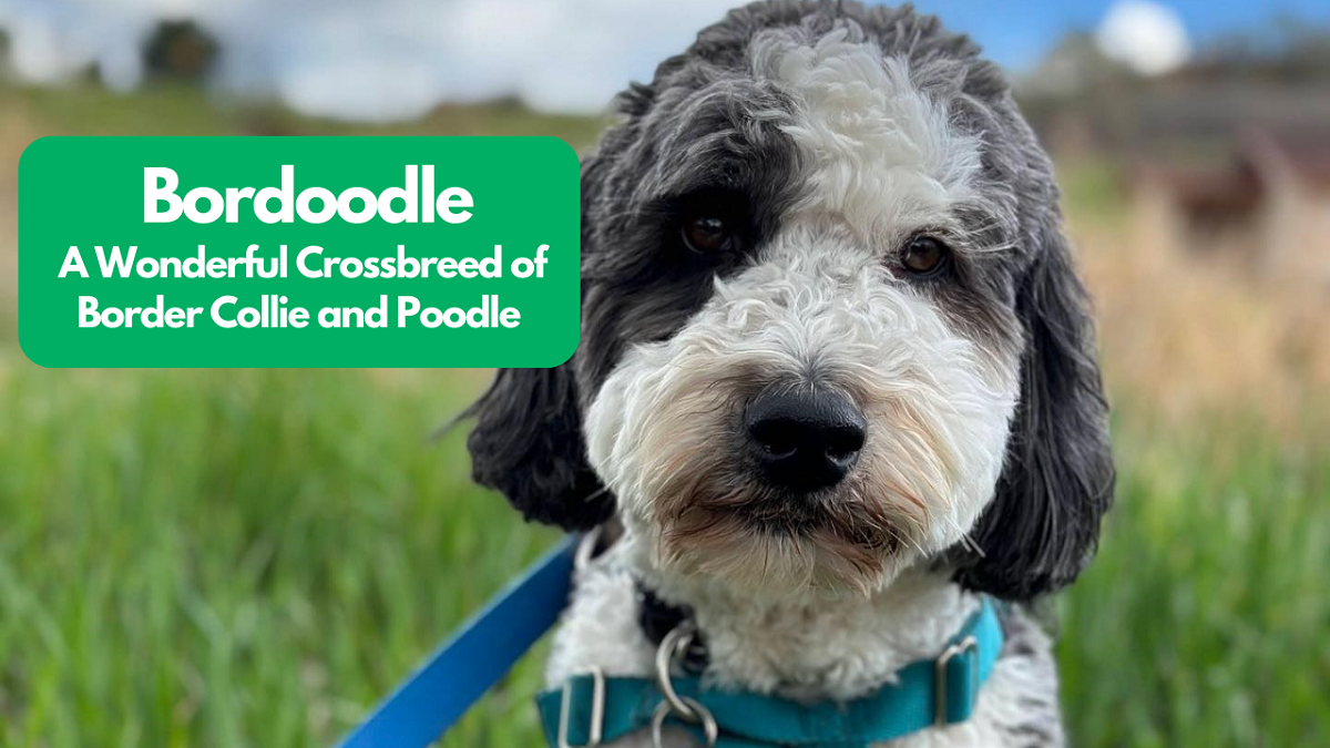 bordoodle