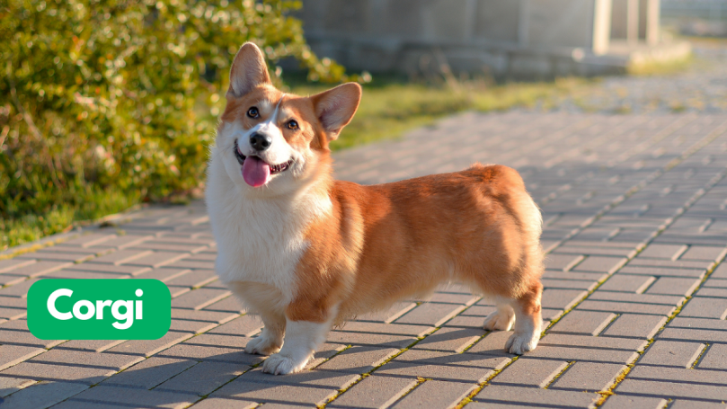Corgi