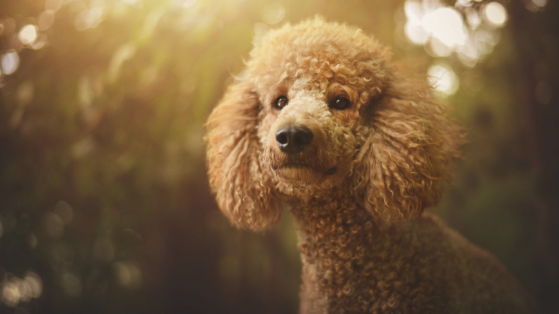 Poodle
