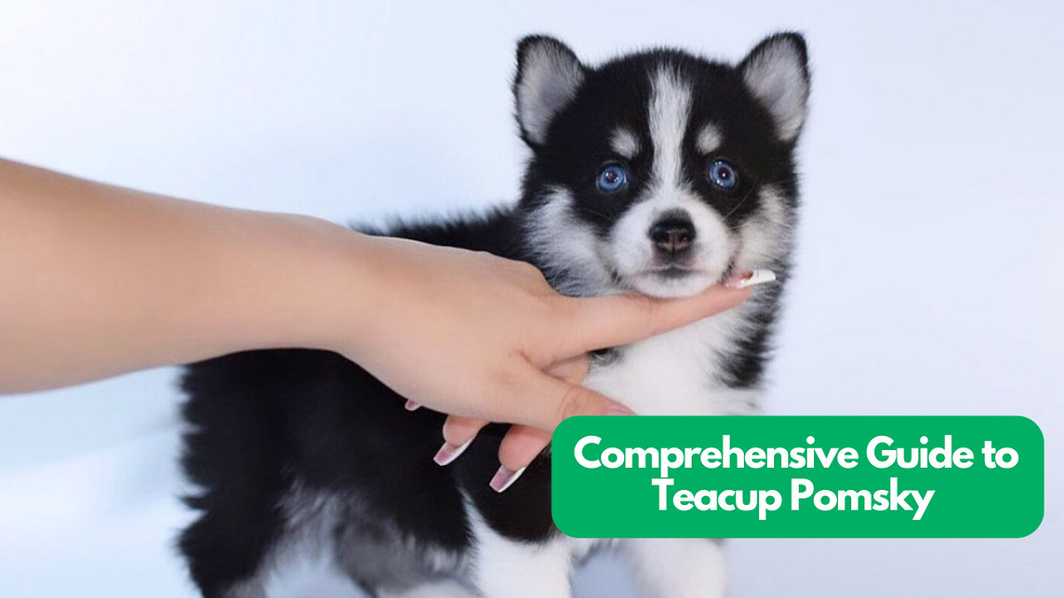 teacup-pomsky