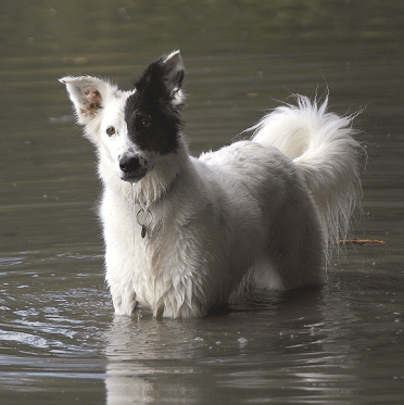 A white Border Collie mix in the water